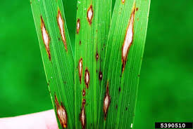 ব্লাস্ট নিয়ন্ত্রণে TH 4 Disinfactant