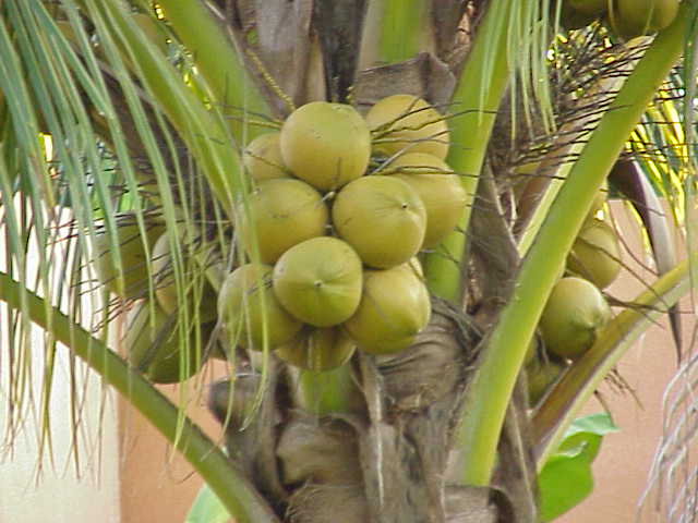 নারিকেল গাছের নিয়মিত পরিচর্যায় করনীয়